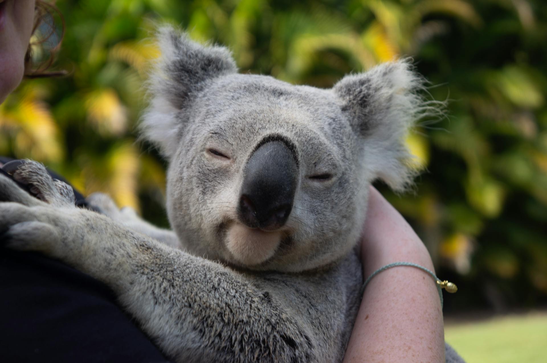 A gray koala with closed eyes rests against a person's arm, surrounded by lush green foliage and warm sunlight.
