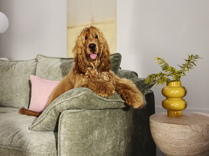 Dog sitting on a green sofa with a yellow vase and plant in the background