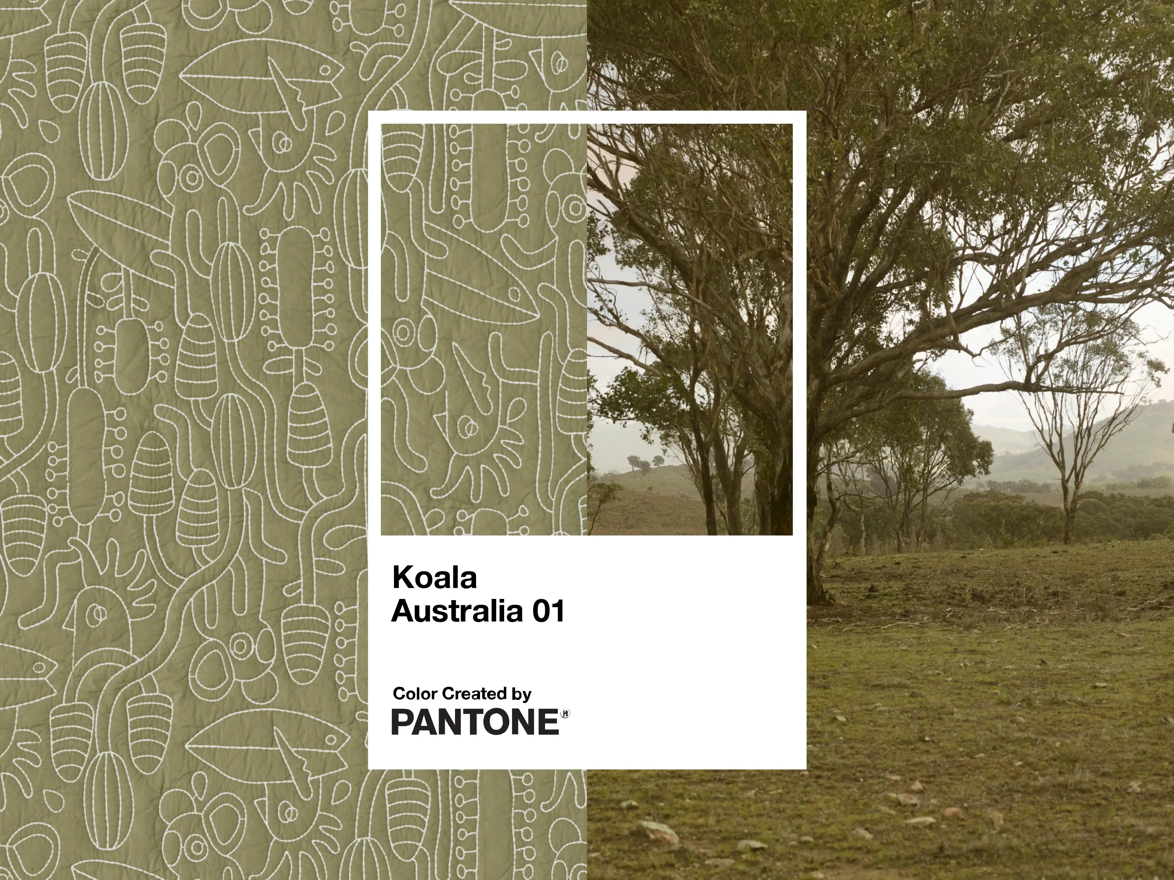 Koala, in colour