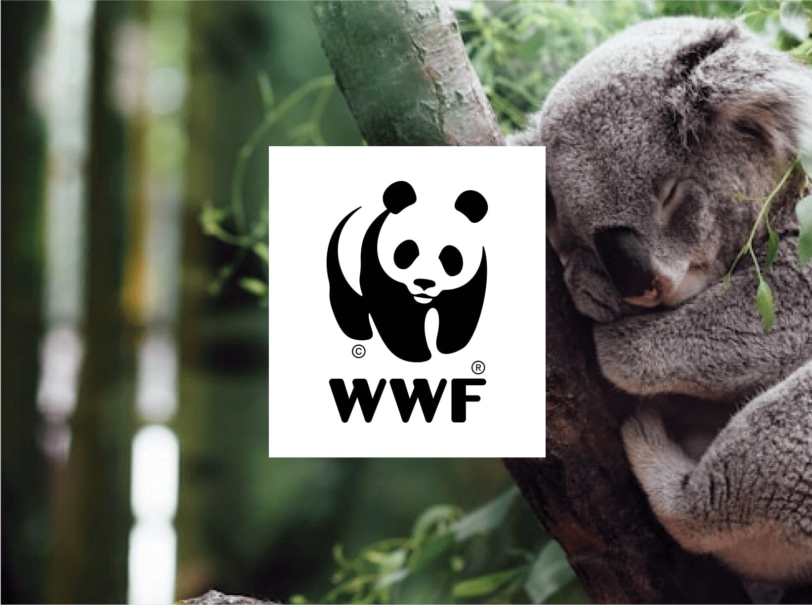 A sleepy koala clings to a tree with green leaves, featuring the black and white WWF logo at the center.