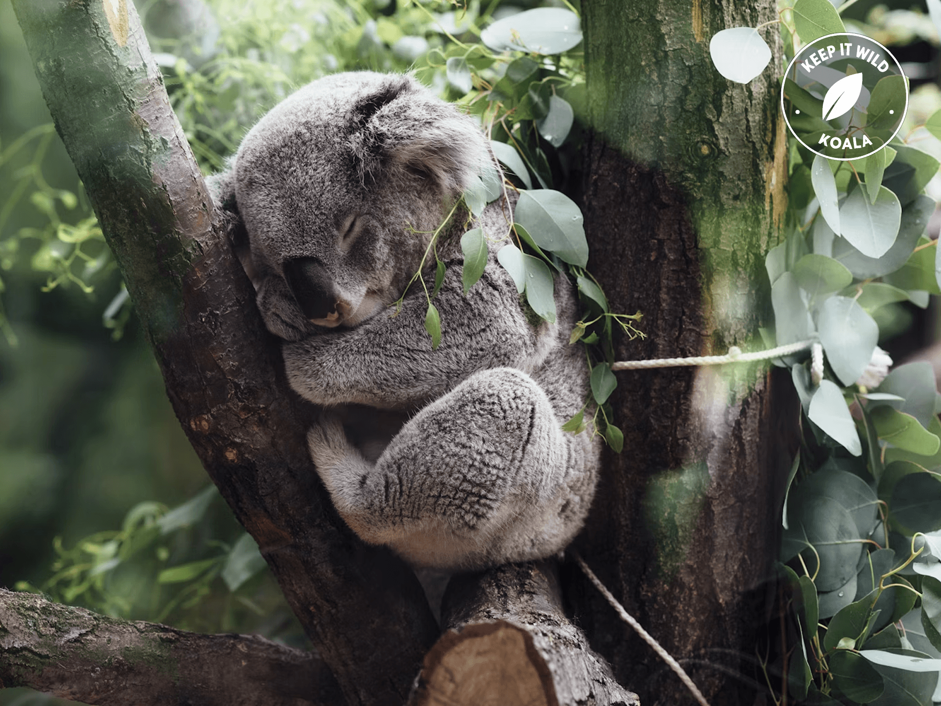 koala sleeping in tree